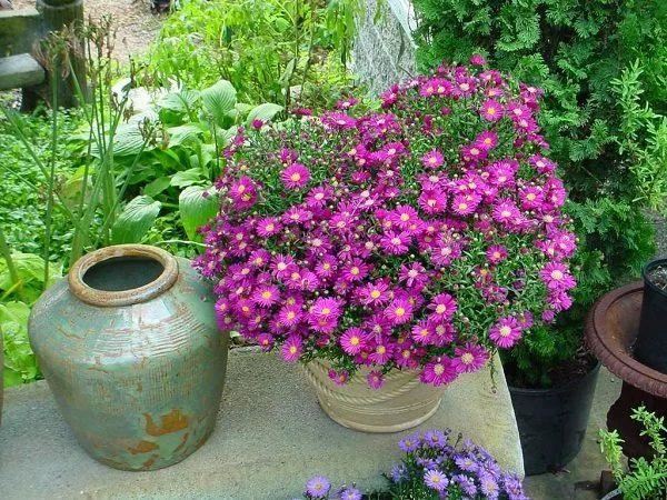 在半阴的窗台上就能不断开花的紫苑花，春暖后就可以买种子培育