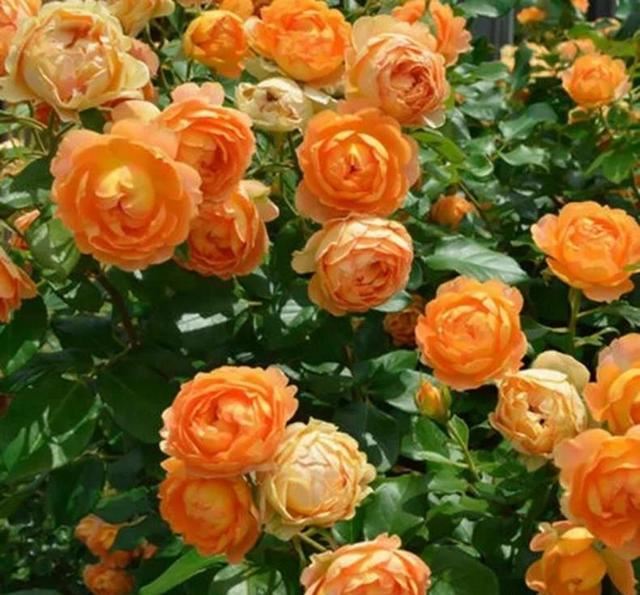 月季春季养护从抹芽开始,舍不得孩子套不着狼,开花多不多就看它 月季春季养护从抹芽开始,舍不得孩子套不着狼,开花多不多就看它