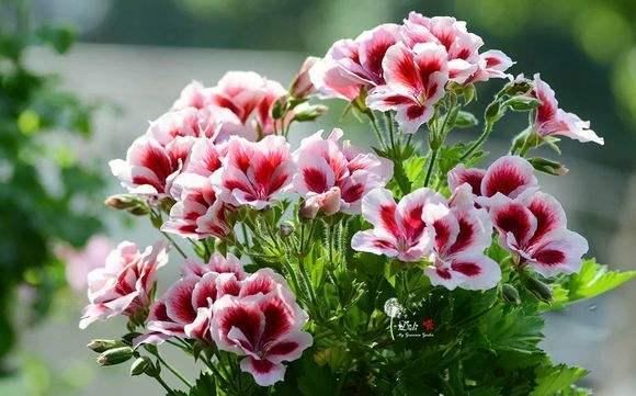 天竺葵如何养护繁殖和“摘心打顶”操作小贴士