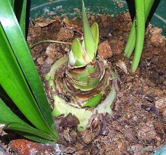 购买的朱顶红种球如何栽种？以及朱顶红养护管理的介绍