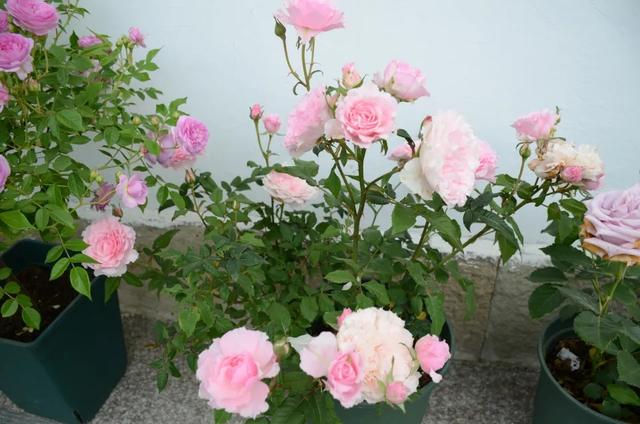 月季在花期真的不能施肥吗？大神们为了月季开花爆盆想尽施肥办法