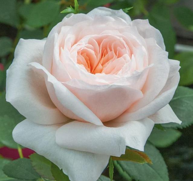 月季萨布丽娜温和的杏粉色，多季节重复开花，花期长