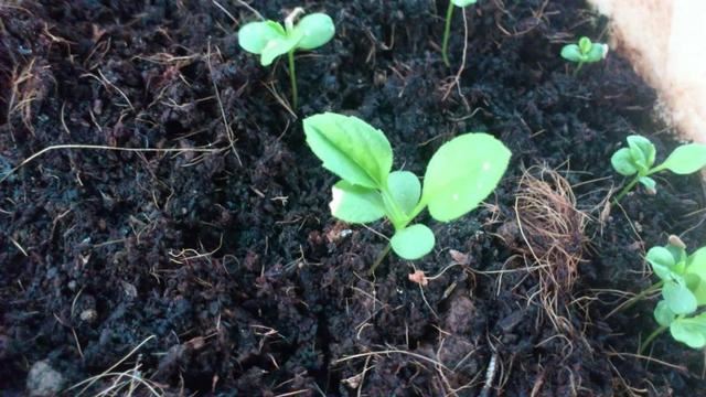 在半阴的窗台上就能不断开花的紫苑花，春暖后就可以买种子培育