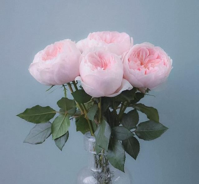 月季萨布丽娜温和的杏粉色，多季节重复开花，花期长