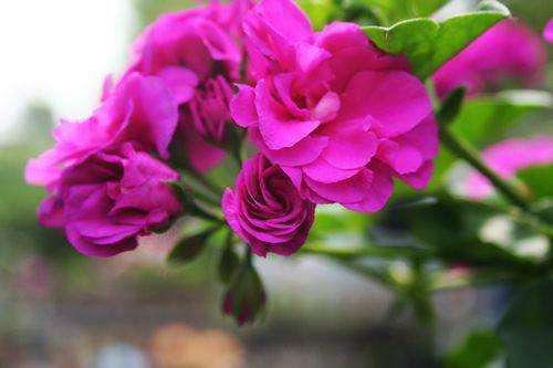 天竺葵如何养护繁殖和“摘心打顶”操作小贴士