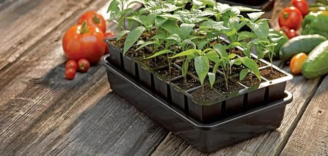 在半阴的窗台上就能不断开花的紫苑花，春暖后就可以买种子培育