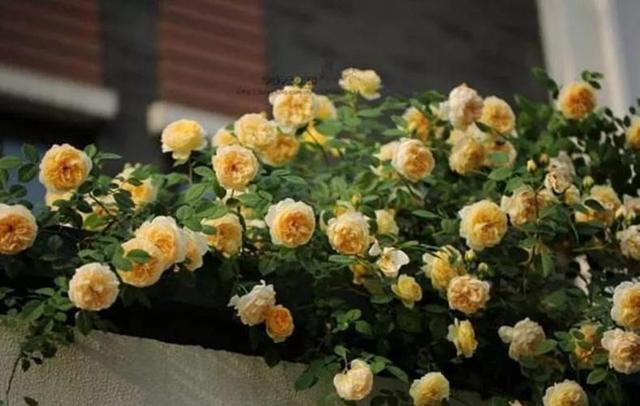 月季春季养护从抹芽开始,舍不得孩子套不着狼,开花多不多就看它 月季春季养护从抹芽开始,舍不得孩子套不着狼,开花多不多就看它