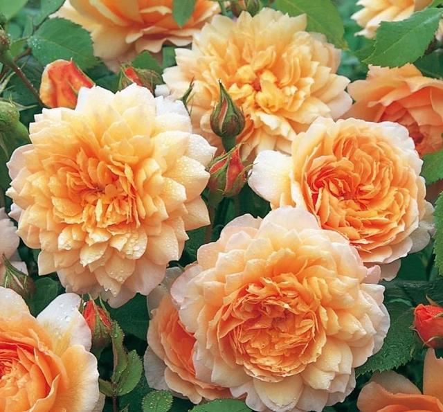 月季春季养护从抹芽开始,舍不得孩子套不着狼,开花多不多就看它 月季春季养护从抹芽开始,舍不得孩子套不着狼,开花多不多就看它