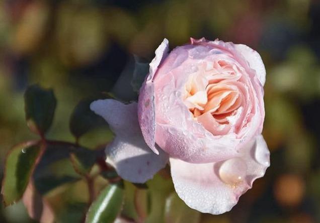 月季萨布丽娜温和的杏粉色，多季节重复开花，花期长