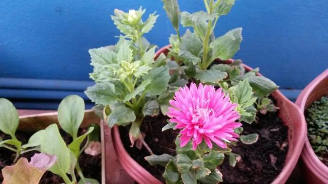 在半阴的窗台上就能不断开花的紫苑花，春暖后就可以买种子培育