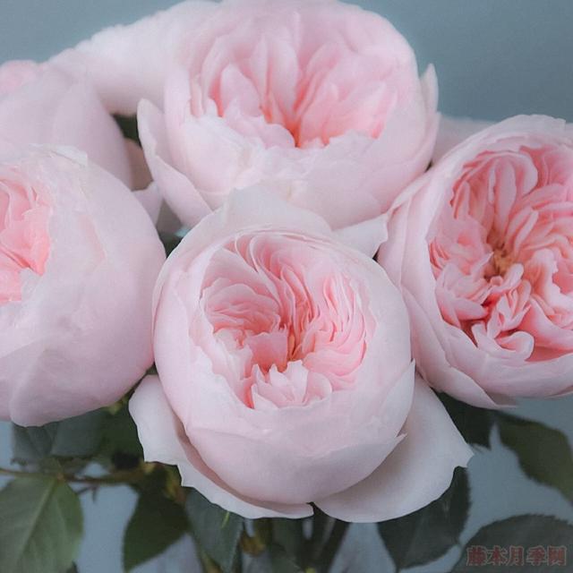 月季萨布丽娜温和的杏粉色，多季节重复开花，花期长