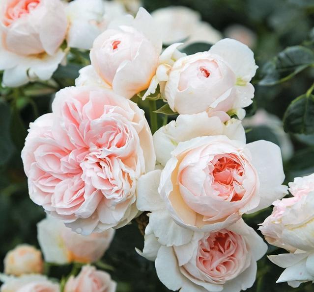 月季萨布丽娜温和的杏粉色，多季节重复开花，花期长