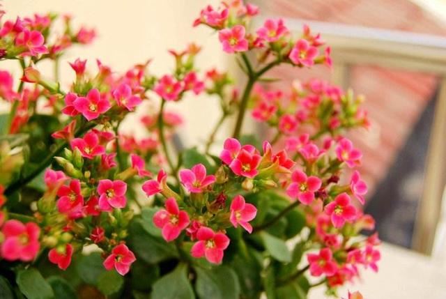 让长寿花、蟹爪兰、茶花春节期间开花促花的养护方法介绍