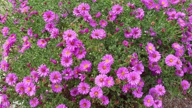 在半阴的窗台上就能不断开花的紫苑花，春暖后就可以买种子培育