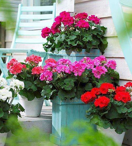 天竺葵如何养护繁殖和“摘心打顶”操作小贴士