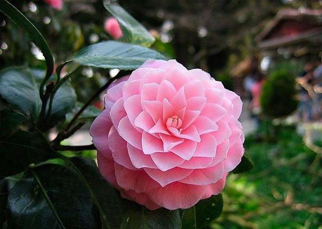让长寿花、蟹爪兰、茶花春节期间开花促花的养护方法介绍