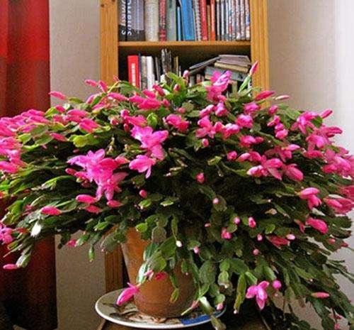 让长寿花、蟹爪兰、茶花春节期间开花促花的养护方法介绍