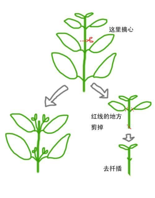 向日葵打顶摘心图解图片