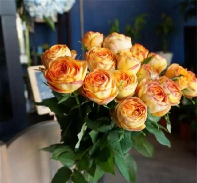 月季春季养护从抹芽开始,舍不得孩子套不着狼,开花多不多就看它 月季春季养护从抹芽开始,舍不得孩子套不着狼,开花多不多就看它