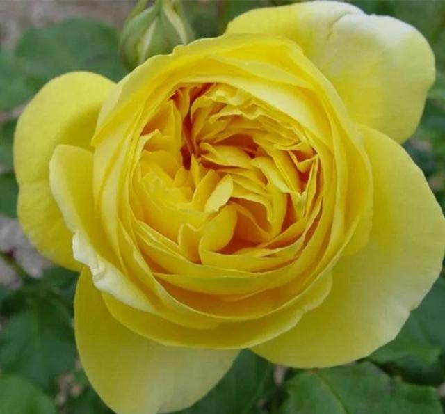 月季春季养护从抹芽开始,舍不得孩子套不着狼,开花多不多就看它 月季春季养护从抹芽开始,舍不得孩子套不着狼,开花多不多就看它