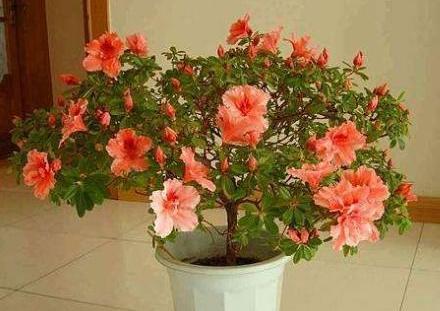 春季养杜鹃花，主要分“2步”，做好了，呼呼长芽，来年花更多
