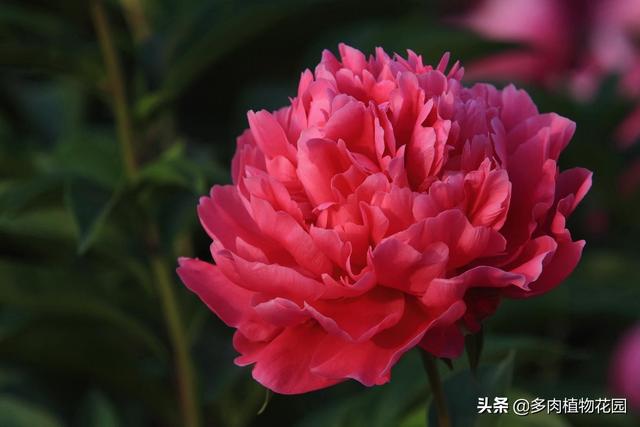 花卉中的千年老二，养护好了姿色不输牡丹