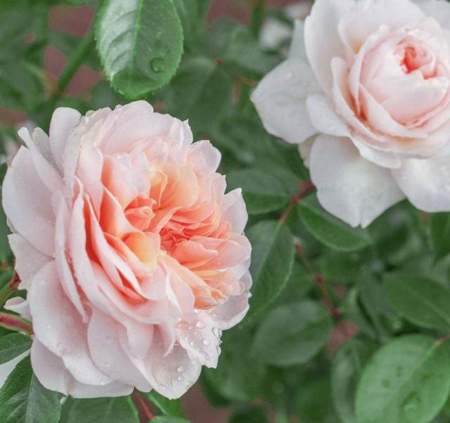 月季萨布丽娜温和的杏粉色，多季节重复开花，花期长