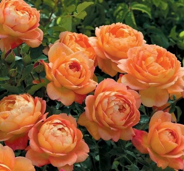 月季春季养护从抹芽开始,舍不得孩子套不着狼,开花多不多就看它 月季春季养护从抹芽开始,舍不得孩子套不着狼,开花多不多就看它