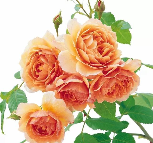 月季春季养护从抹芽开始,舍不得孩子套不着狼,开花多不多就看它 月季春季养护从抹芽开始,舍不得孩子套不着狼,开花多不多就看它