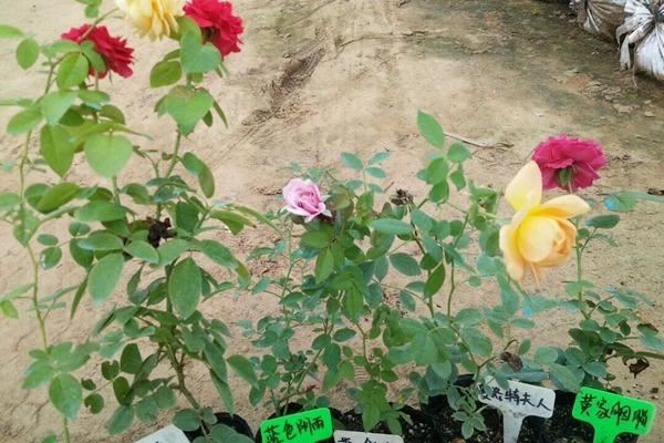 藤本月季小苗养护要点，学会这些小苗变壮苗，花开爆枝头