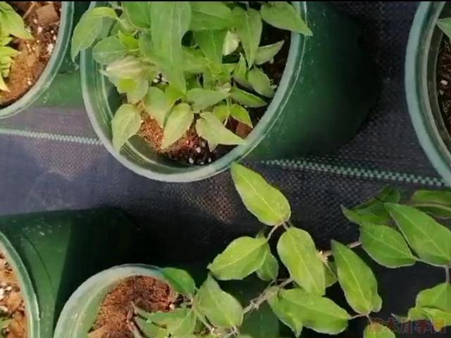 花园三宝中，月季和铁线莲是黄金搭档，怎么配都美！