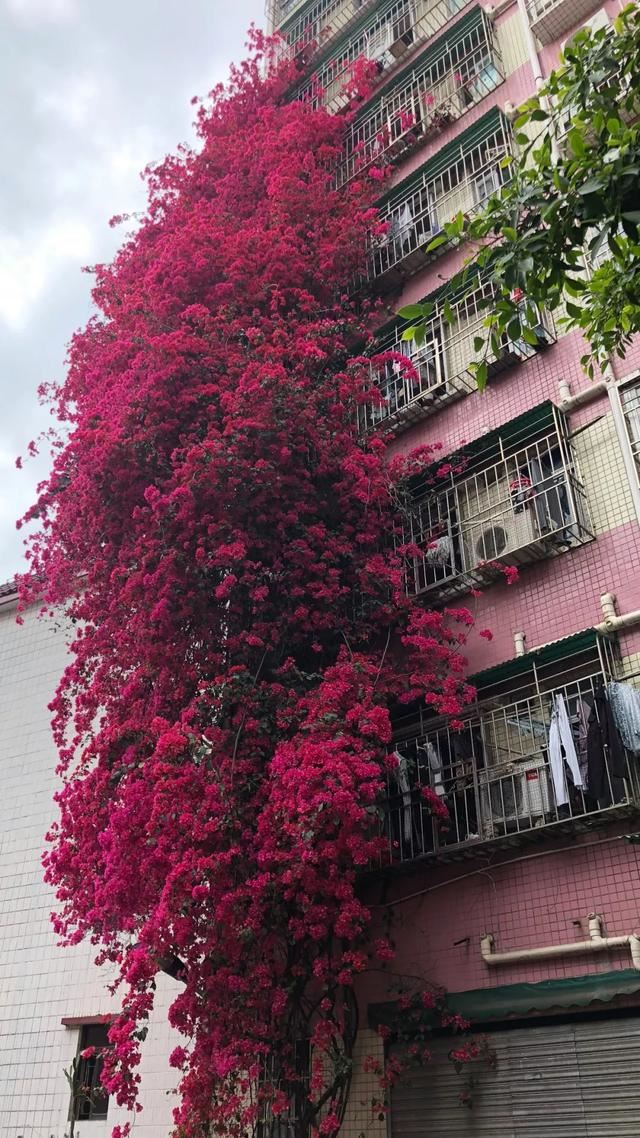 3种爬藤花是“开花大王”，家里养几盆，半年成花墙