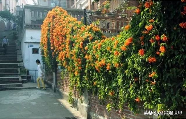 超美爬藤植物！终于齐啦~