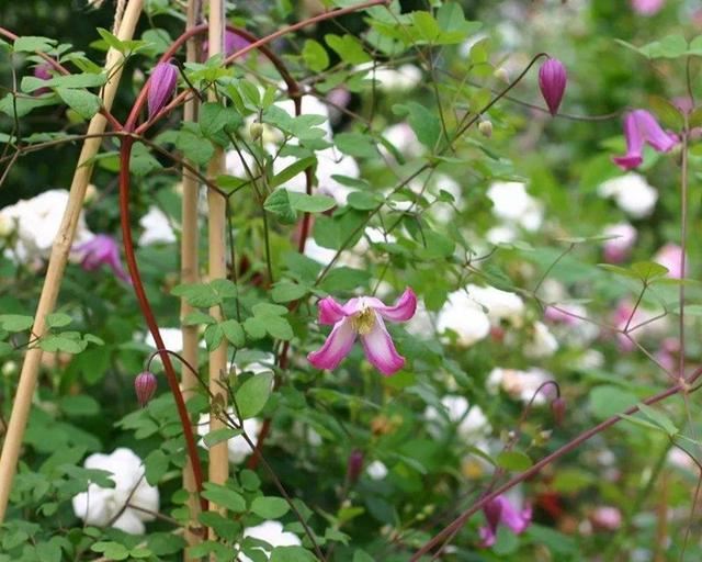 花园三宝中，月季和铁线莲是黄金搭档，怎么配都美！