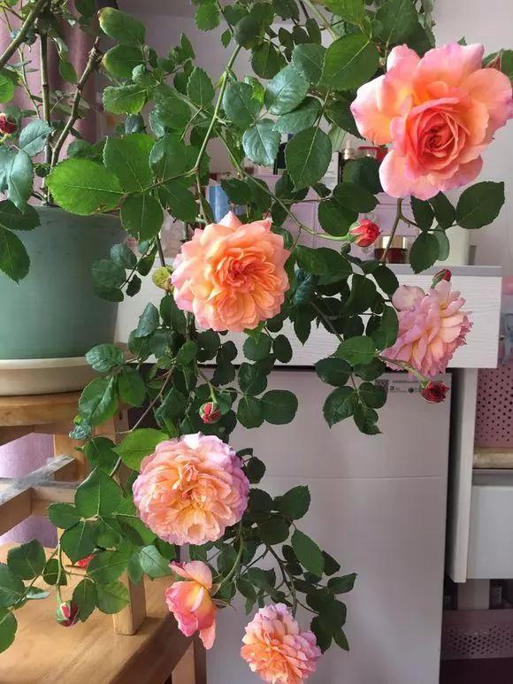 阳台就养一株这种花，花色柔美，持续开花，一次开爆盆成花海