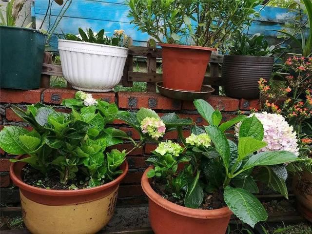 无尽夏，凭实力挤爆阳台的绣球花，施点技法让它的花色妖起来！