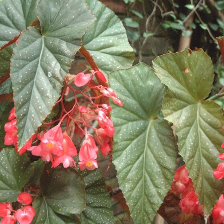 竹节海棠，春天正适合养，开花红红火火