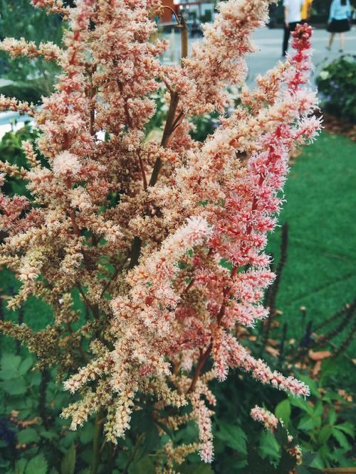 花园的边角落不要浪费，最适合种植落新妇，给你不一样的惊喜