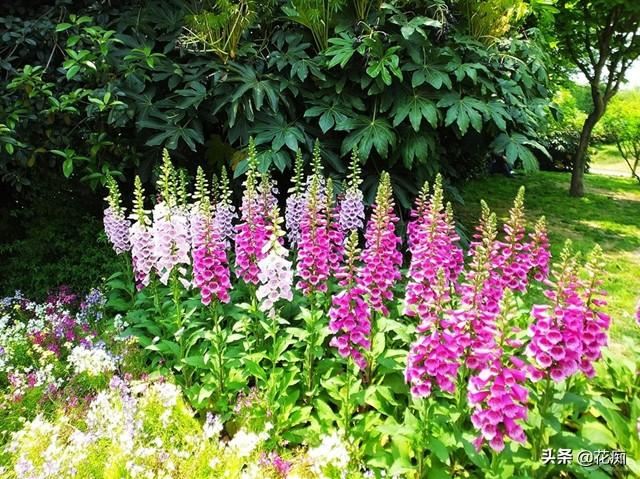 超美毛地黄，1米多高的花箭开满花，种一次年年花开不断