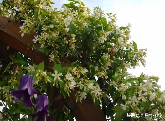 他花了3年，只养1种花，便打造出庭院花海，特漂亮！