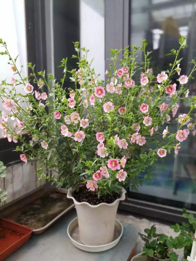 小木槿是这样爆盆的：教你3个小妙招，养出花团锦簇般的小木槿