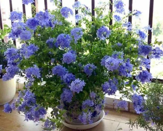 5种花现在就要勤施肥，每隔10天灌点它，花苞咕噜咕噜冒出来