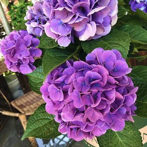 无尽夏，凭实力挤爆阳台的绣球花，施点技法让它的花色妖起来！