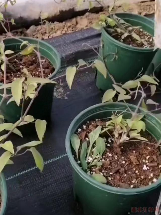 花园三宝中，月季和铁线莲是黄金搭档，怎么配都美！