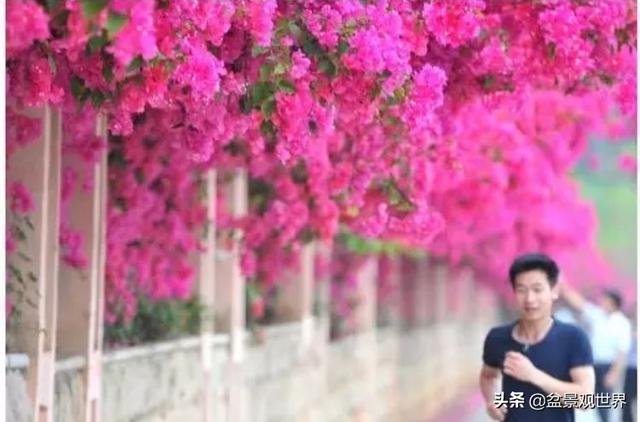 超美爬藤植物！终于齐啦~