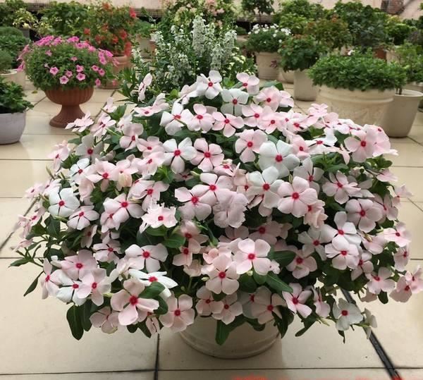 修剪长春花，一杆托3枝，3枝托9杈，越剪越丰满，长成小花树
