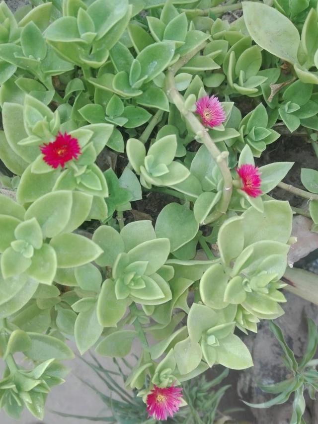 牡丹吊兰插枝后出现叶片暗淡？做好这7点，叶绿花艳并不难