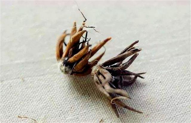 这种花比荷花美，比牡丹艳，上盆做好5件事，开花又大又多