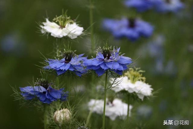 如有院落，就不要错过黑种草，比铁线莲美，特别好养