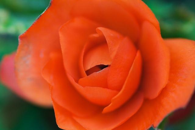 盆栽秋海棠出现难开花，学好播种繁殖技巧，使其多年开花也不难